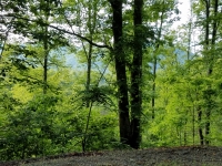 Mountain Meadows lush summer foliage