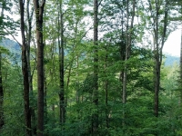 Mountain Meadows in the summer