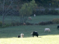 livestock