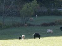 neighbor-muse-and-pastoral-views