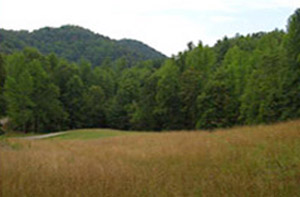 2-acre common meadow